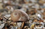 Stompe alikruik (Littorina obtusata)