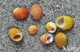 Stompe alikruik (Littorina obtusata)
