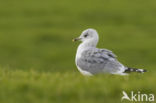 Stormmeeuw (Larus canus)