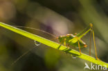 Speckled Bush-cricket (Leptophyes punctatissima)