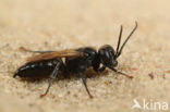 Tachysphex nitidus