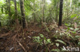 Tamshiyacu Tahuayo Reserve