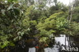 Tamshiyacu Tahuayo Reserve