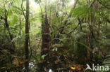 Tamshiyacu Tahuayo Reserve