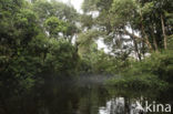 Tamshiyacu Tahuayo Reserve