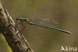 Scarce Emerald Damselfly (Lestes dryas)