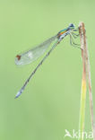 Tengere pantserjuffer (Lestes virens)