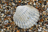 Poorly-ribbed cockle (Acanthocardia paucicostata)