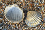 Poorly-ribbed cockle (Acanthocardia paucicostata)