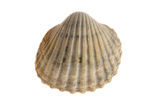 Poorly-ribbed cockle (Acanthocardia paucicostata)