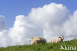 Texelaar schaap (Ovis aries)