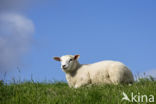 Domestic Texel sheep (Ovis aries)