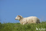 Domestic Texel sheep (Ovis aries)