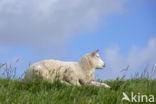 Texelaar schaap (Ovis aries)