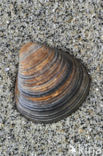 Toegeknepen korfmossel (Corbicula fluminalis)