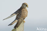 Common Kestrel (Falco tinnunculus)