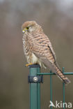 Common Kestrel (Falco tinnunculus)