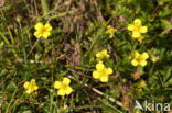 Tormentil (Potentilla erecta)