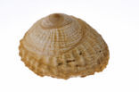 Peruvian hat (Trochita trochiformis)