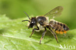 Tuinbladsnijder (Megachile centuncularis)