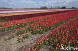 Tulip (Tulipa)