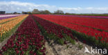 Tulp (Tulipa)