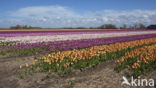 Tulp (Tulipa)
