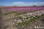 Tulip (Tulipa)