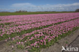 Tulip (Tulipa)