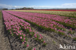 Tulip (Tulipa)