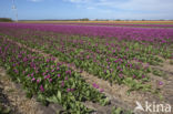 Tulip (Tulipa)