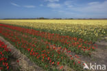 Tulip (Tulipa)