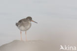 Common Redshank (Tringa totanus)