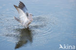 Turkse Tortel (Streptopelia decaocto)