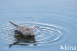 Collared Turtle Dove (Streptopelia decaocto)