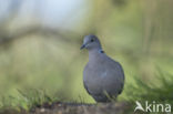 Collared Turtle Dove (Streptopelia decaocto)