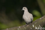 Collared Turtle Dove (Streptopelia decaocto)