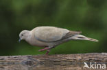 Collared Turtle Dove (Streptopelia decaocto)