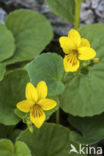 Tweebloemig viooltje (Viola biflora)