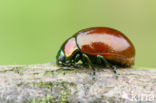 Chrysolina polita