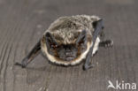 particolored bat (Vespertilio murinus)