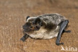 particolored bat (Vespertilio murinus)