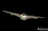 particolored bat (Vespertilio murinus)
