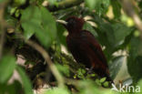 Chestnut Woodpecker (Celeus elegans)