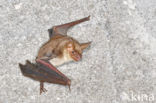 Mouse-eared Bat (Myotis myotis)