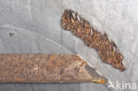 Mouse-eared Bat (Myotis myotis)