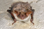 Mouse-eared Bat (Myotis myotis)