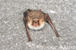 Mouse-eared Bat (Myotis myotis)