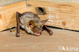 Mouse-eared Bat (Myotis myotis)