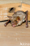 Mouse-eared Bat (Myotis myotis)